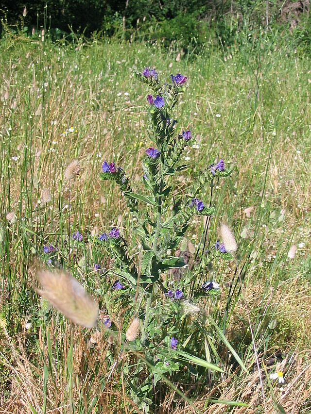 Echium vulgare con Gonepteryx rhamni?